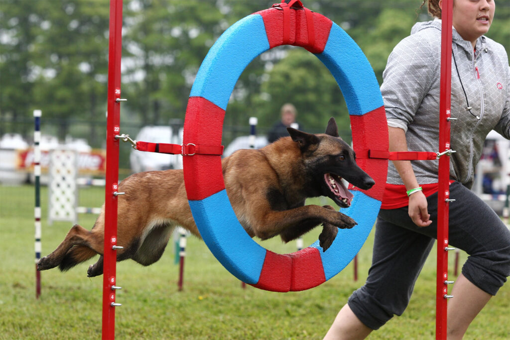 A German shepherd dog jumping through a red and blue tire on an outdoor agility course. A young woman is running along with him.