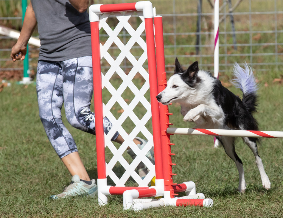 Border Collie Jumping Over an Agility Jump