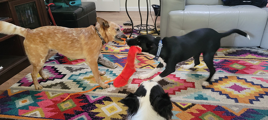A red heeler and a black and white puppy playing tug