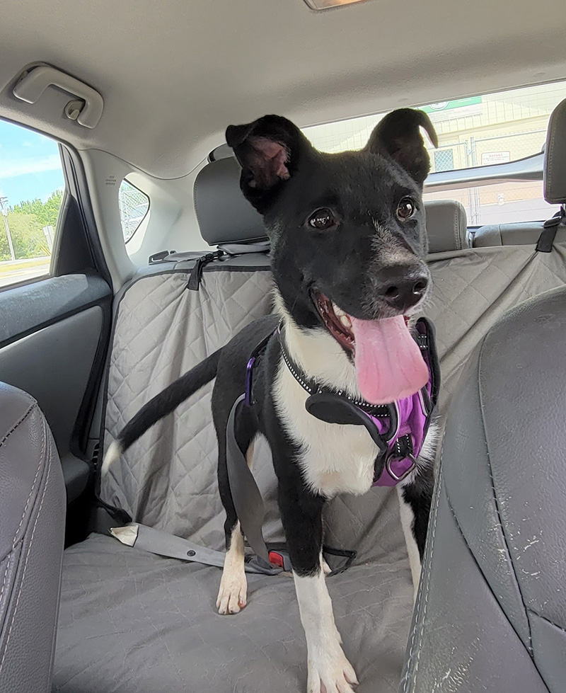 Black and white dog in the backseat of a car.