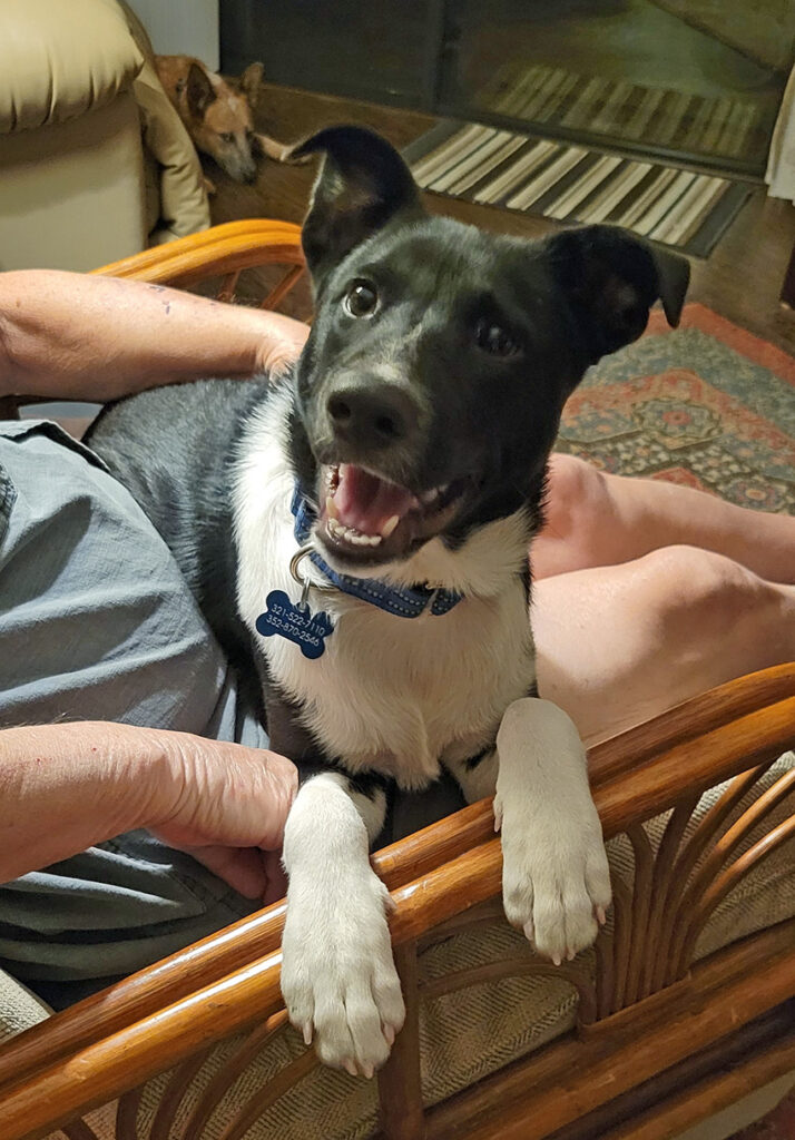 Black and white dog sitting on a man's lap