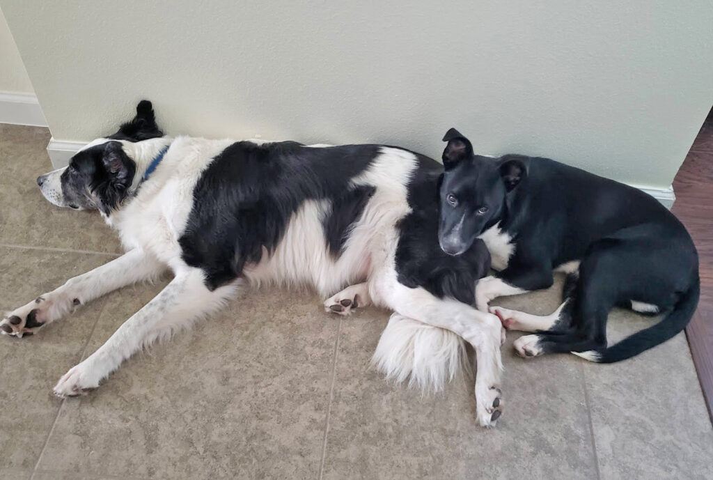 Two black and white dogs relaxing together.