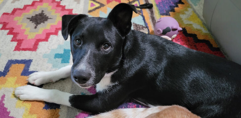 A black dog lying on a colorful carpet and looking up with a soulful expression.