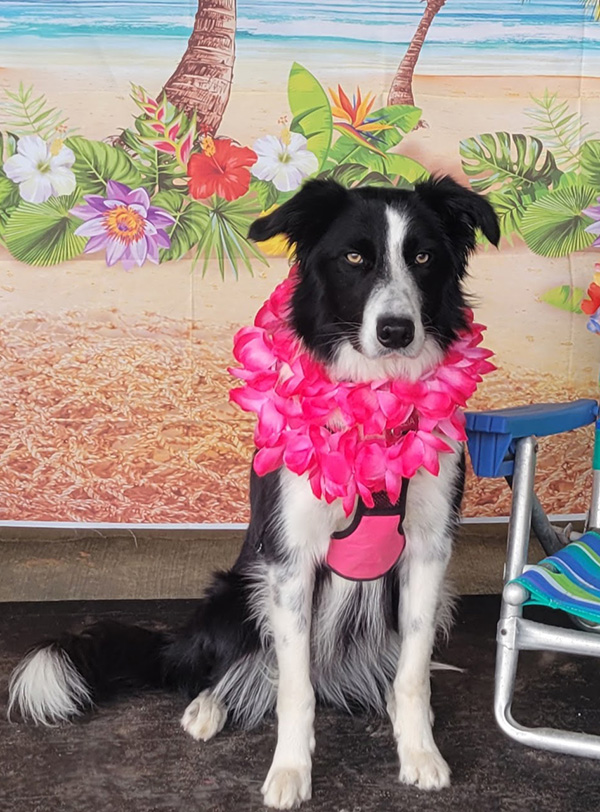 A black and white border collie wearing a pink lei
