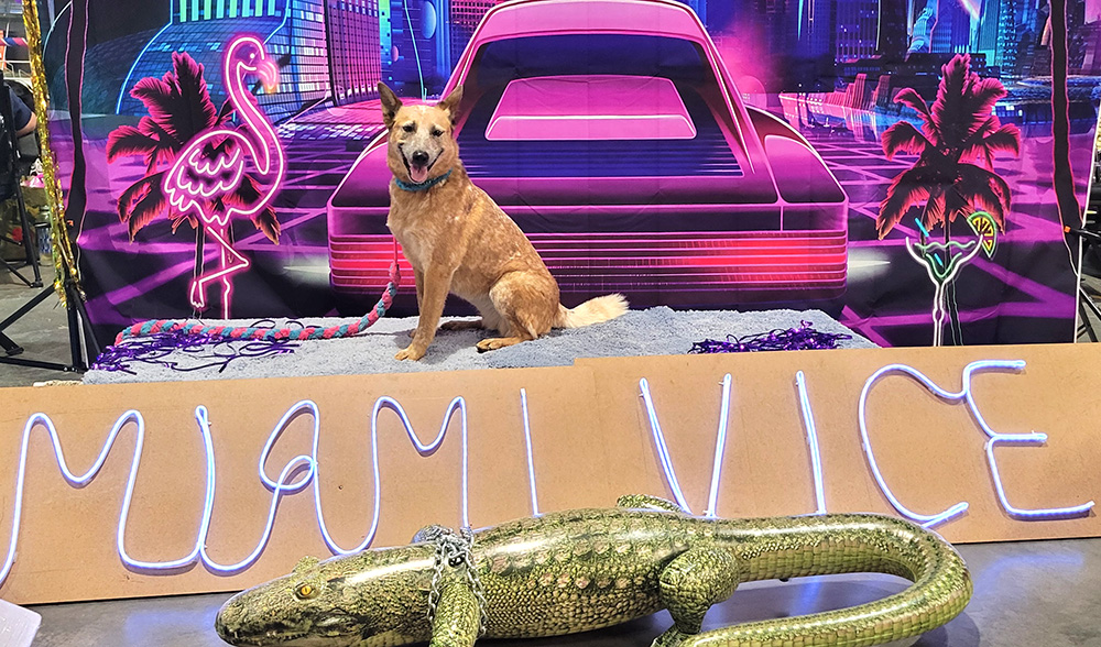 A red Australian Cattle Dog sitting in front of a Miami Vice backdrop