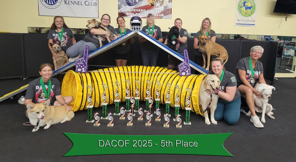 A group of 10 women and 7 dogs gathered around agility equipment with many trophies in front