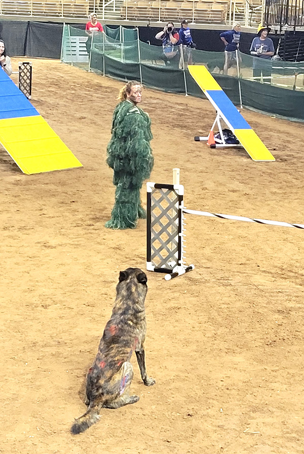 A women dressed in a big green shaggy costume at the start line on an agility course with her dog.