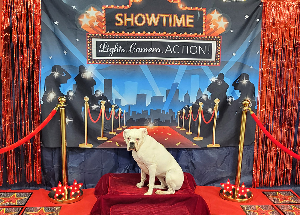 A white boxer sitting on a red carpet with a showtime backdrop behind her