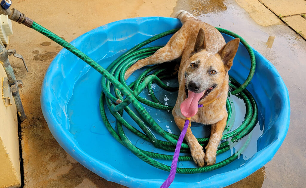 A red Australian Cattle Dog sitting on top of a green garden house in a blue kiddie pool with hardly any water in it. The dog is looking at the camera with its tongue hanging out.