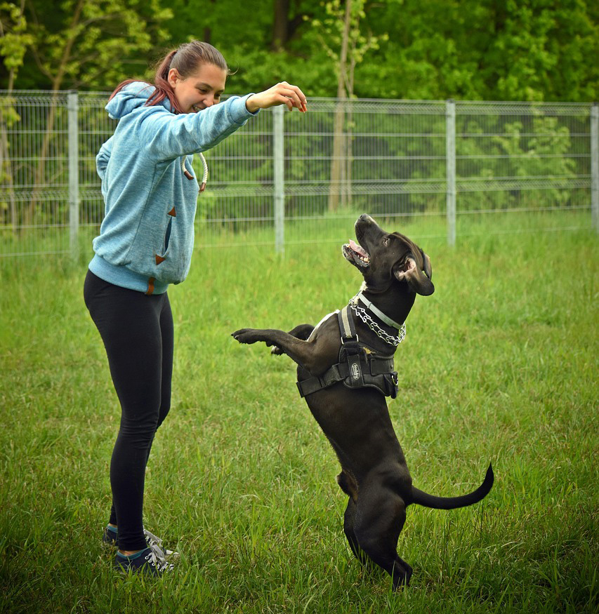 A woman holding up a treat while a black dog stands on it's hind legs.