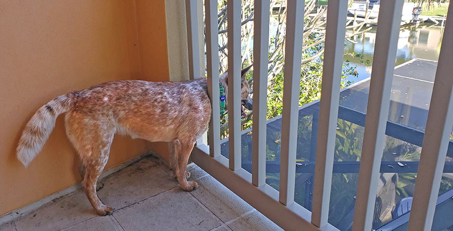 A red heeler dog with its head stuck through a second story balcony railing looking down at the top of a pool screen.