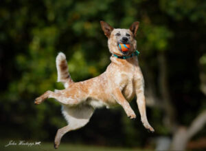Red heeler jumping in the air with a ball in her mouth