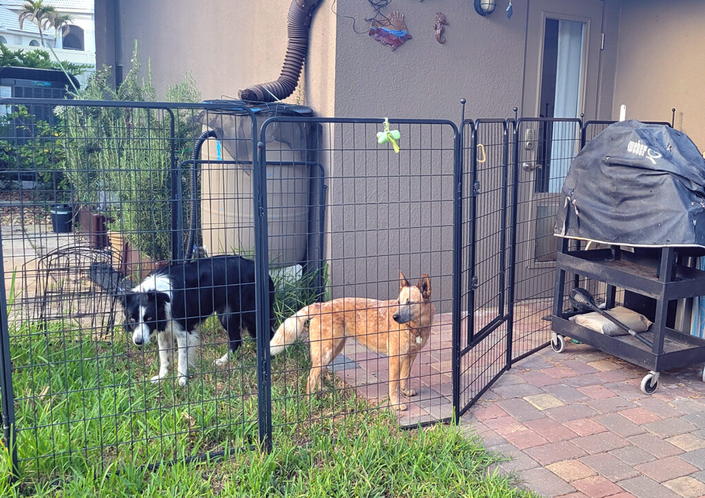 A border collie and a red cattle dog standing in a tall dog pen attached to the exterior of a house